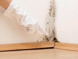 Why You Should Choose Our Mold Remediation Services in Mill Neck, NY